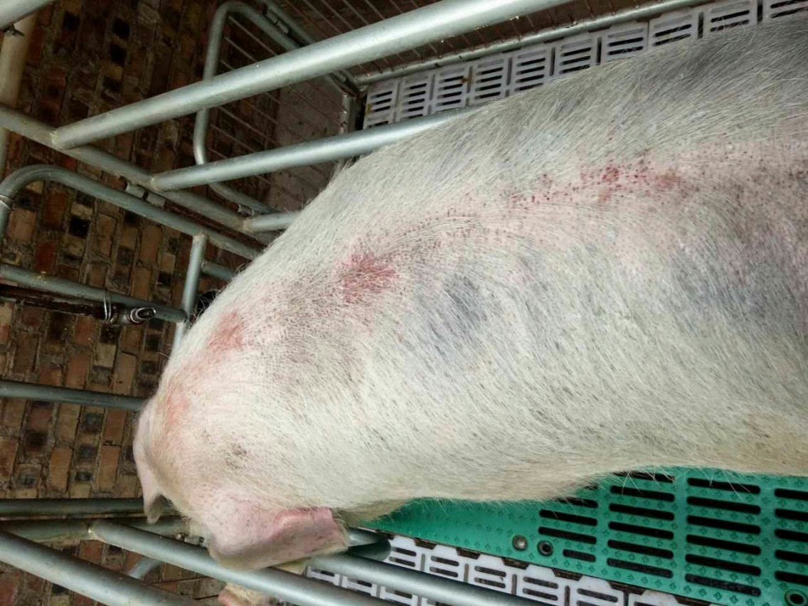 猪身上发白是啥病?怎么防治?农业资讯-农信网