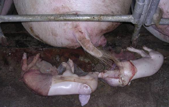 母猪15天流产图片图片