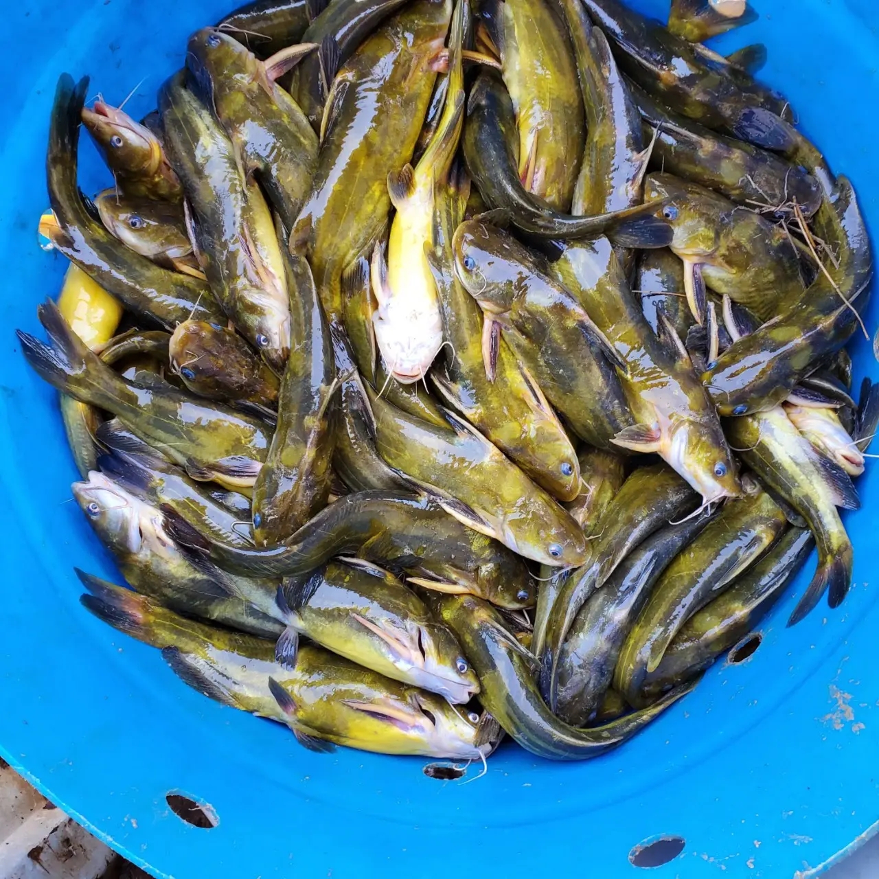光泽黄颡鱼-江西水产经济动物-图片