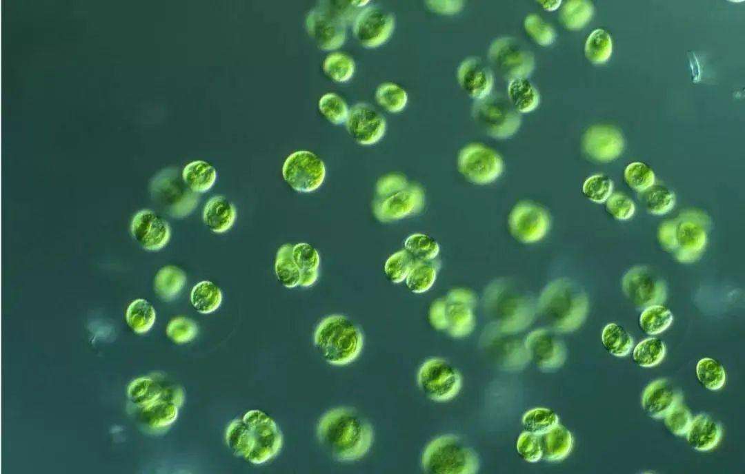 了解弧菌并防治的分析农业资讯-农信网