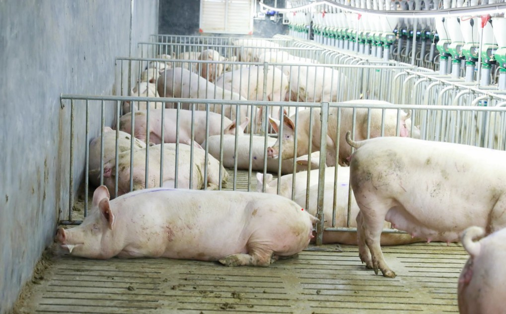 27日猪价：肉价猛涨30%！农业农村部紧急出手，国庆猪价危险了？农业资讯-农信网